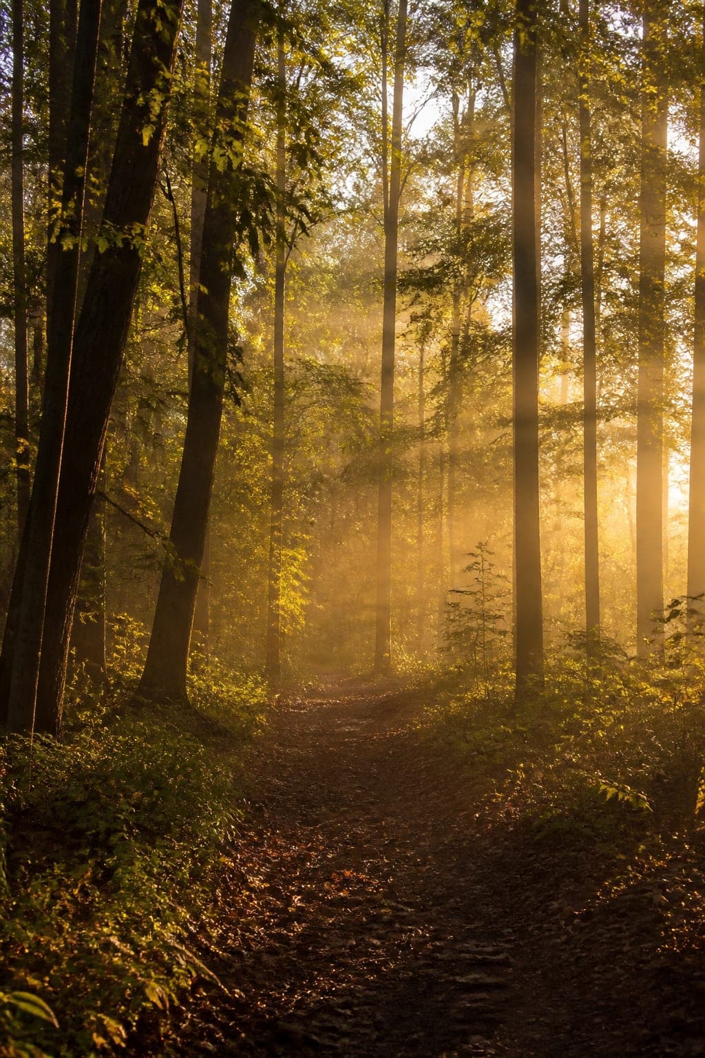 A forest path crossed by shafts of golden light