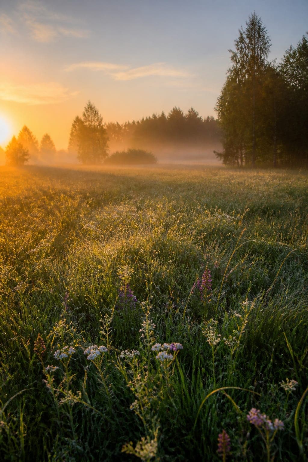 A misty wildflower meadow in golden morning light