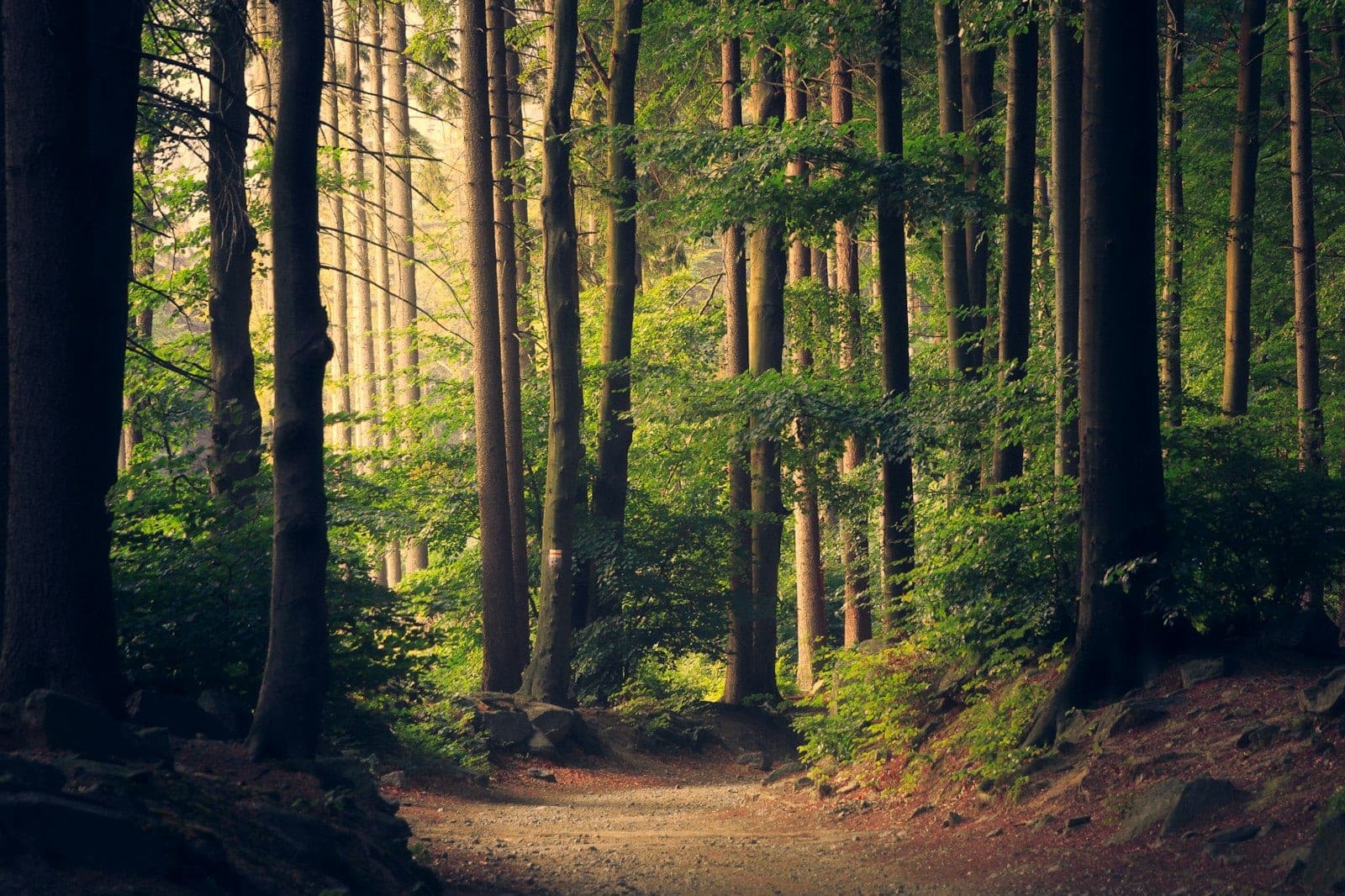 Golden sunlight filtering through trees along a forest path
