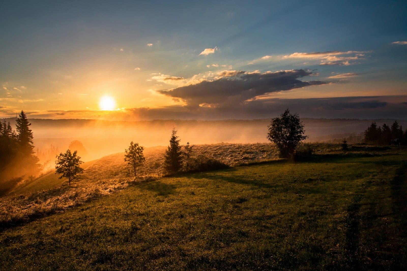 First golden light reaching a quiet meadow